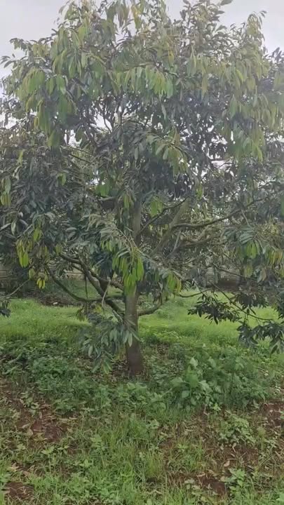 Bán rẫy Đoàn Kết Buôn Hồ 1,4 ha giá 10 tỷ - Đường rộng ô tô vào tận nơi!