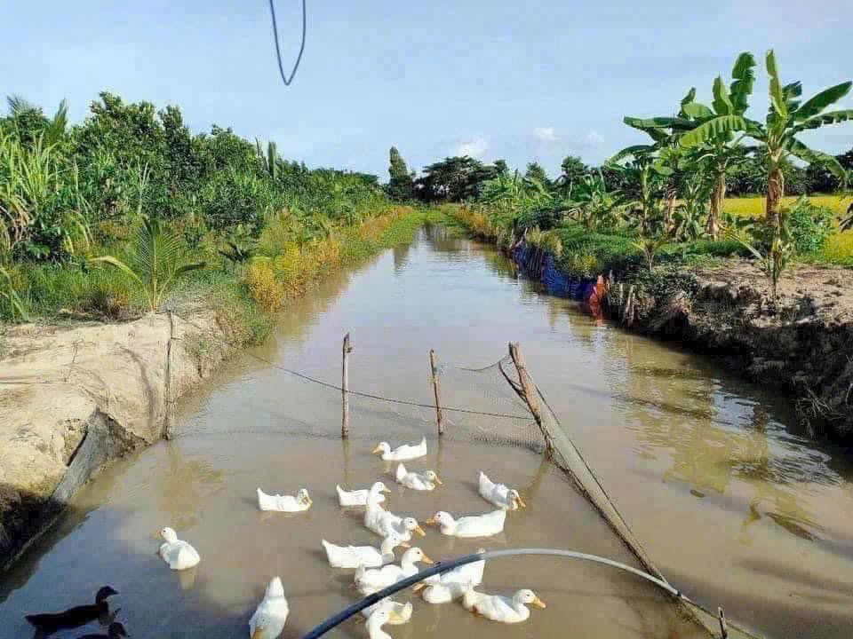 Đất vườn 2,5 công tại phường Mỹ Thạnh, Long Xuyên - Giá chỉ 2 tỷ, cơ hội đầu tư tuyệt vời!