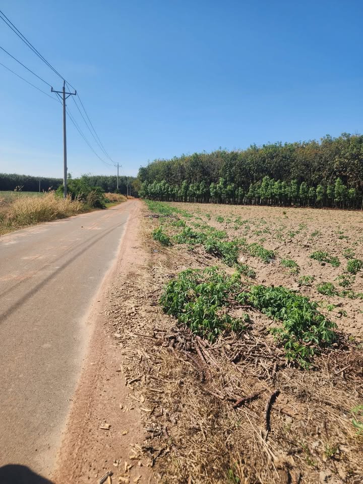 Đất nền 3,5 sào Nha Bích, Chơn Thành 3600m² giá 1.1 tỷ - Tiềm năng mở xưởng ngay!