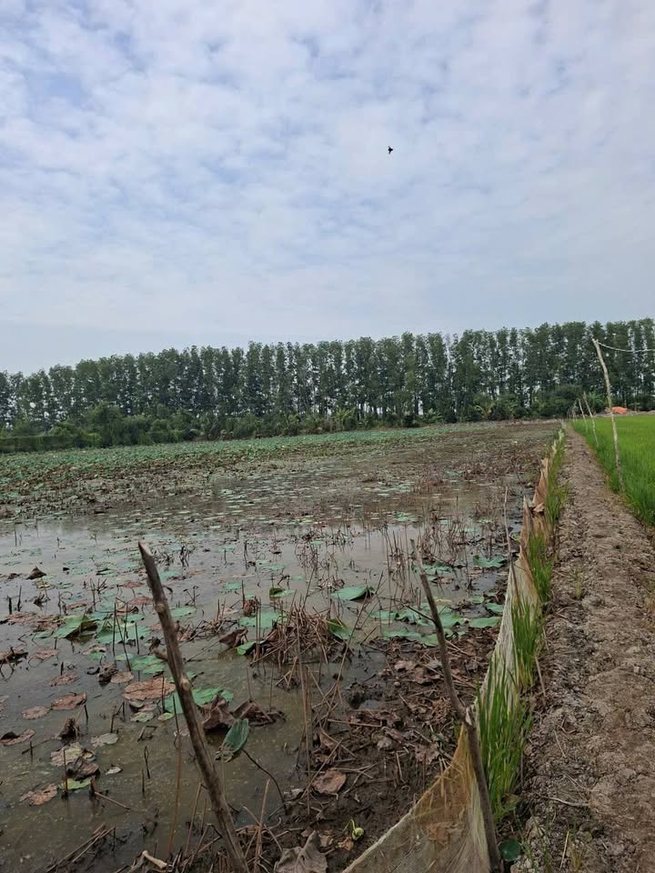 Đất lúa 2 mặt tiền tại xã Tân Hòa, huyện Tân Thạnh, 36.000m² - Cơ hội đầu tư tuyệt vời!