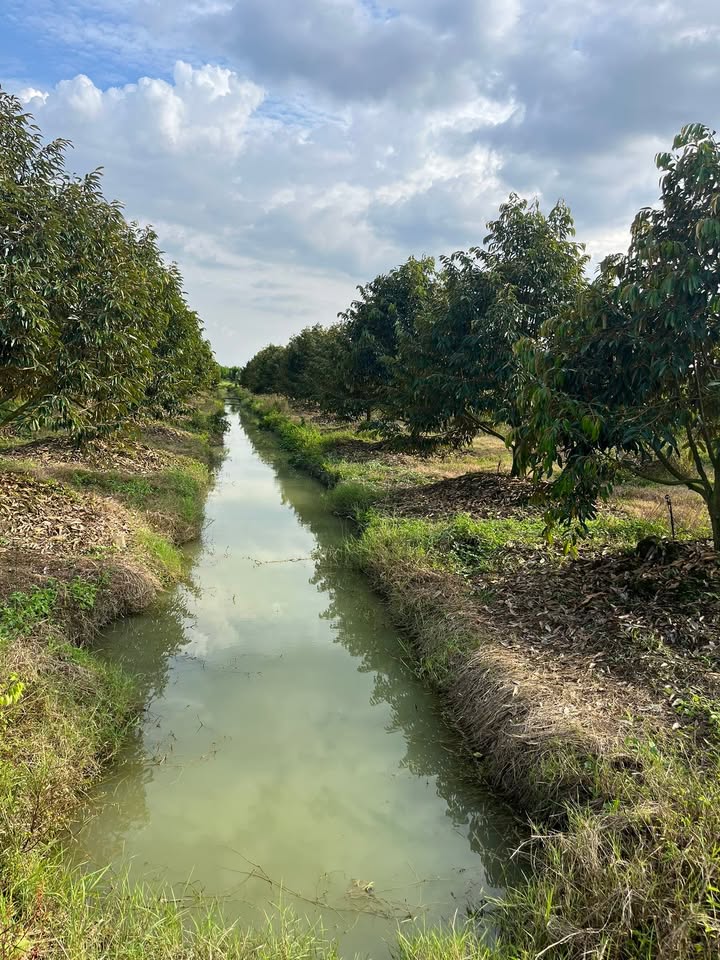 Đất Farm sầu riêng xã Hoài Đức, Lâm Hà 1,3ha giá 3,51 tỷ - Sổ hồng chính chủ!