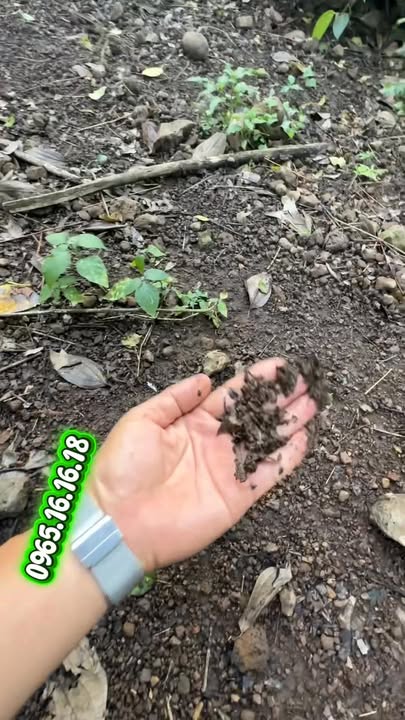 Farm 2.1ha Thôn 8 Đắk Wil giá 3.2 tỷ - Đầu tư sinh lời ngay!