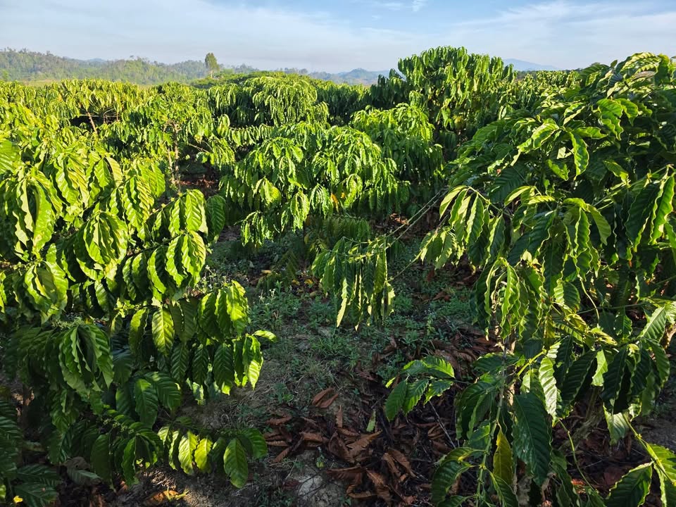 Đất nền 1.1 héc tại Thôn 12, Xã Quảng Hòa, Đắk Nông - Giá 1.5 tỷ, cơ hội đầu tư tuyệt vời!