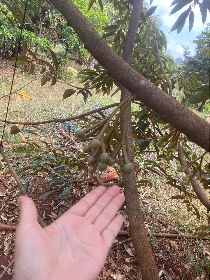 Mảnh vườn sầu riêng 5000m² tại Phú Xuân giá chỉ 2 tỷ - Đầu tư sinh lời ngay!