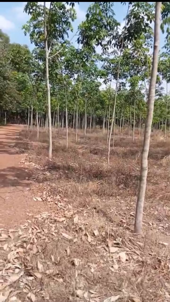 Đất nông nghiệp 30,000m² tại Tân Thành, Bù Đốp chỉ 6 tỷ - Cơ hội đầu tư tuyệt vời!