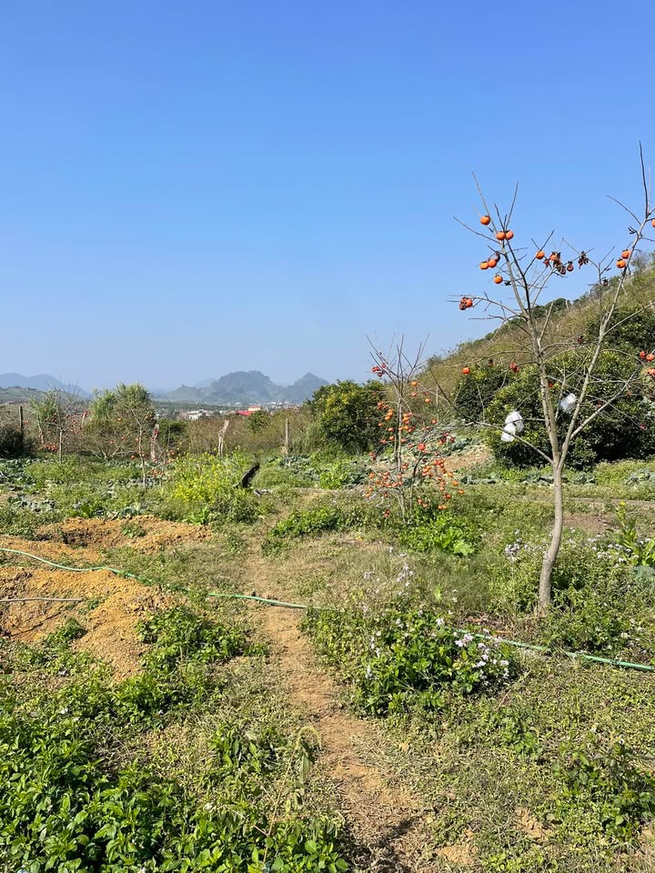 Đất nền 3000m² tại Xã Thới Xuân, Huyện Cờ Đỏ - Giá thỏa thuận hấp dẫn!