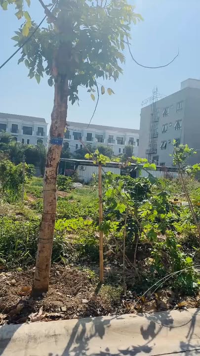 Đất chính chủ tại khu Đông Hùng Thắng, Hạ Long 176m² giá 1.232 tỷ - Cơ hội đầu tư tuyệt vời!