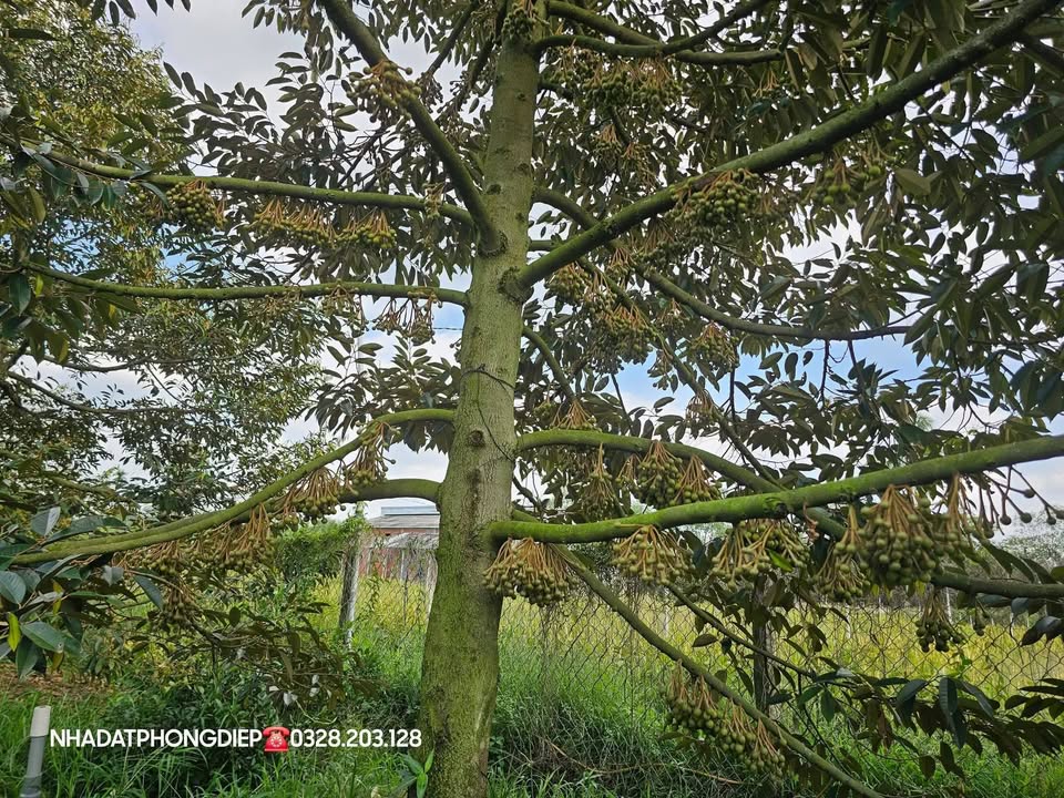 Đất nền xã Long Thới, huyện Chợ Lách 7200m² chỉ 860 triệu - Cơ hội đầu tư tuyệt vời!