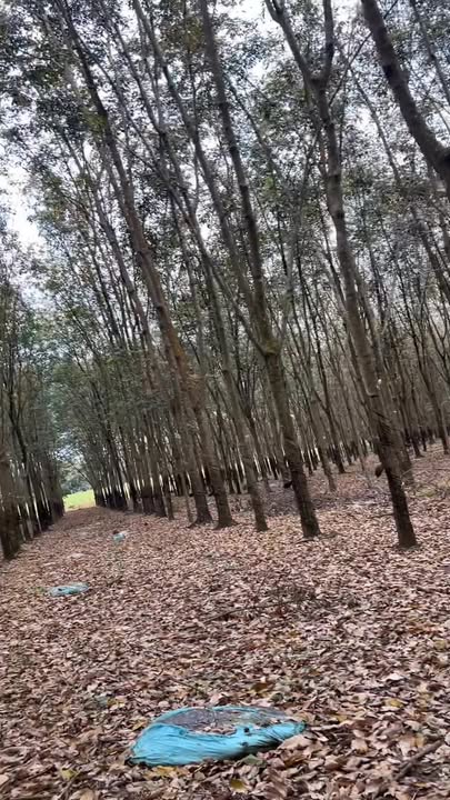 Đất nền xã Thuận Phú, huyện Đồng Phú, 2,7ha giá 5,67 tỷ - Tiềm năng đầu tư sinh lợi!