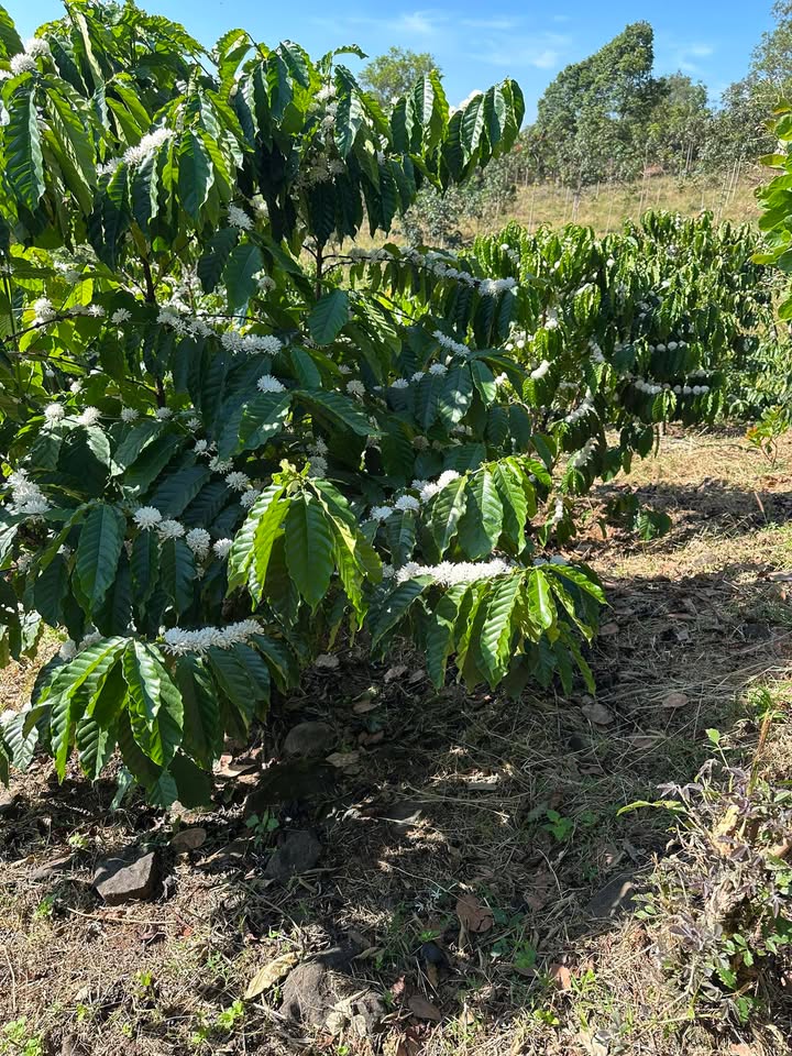 Đất trồng cà phê 2,7ha tại Bù Gia Mập - Giá chỉ 580 triệu, có thương lượng!