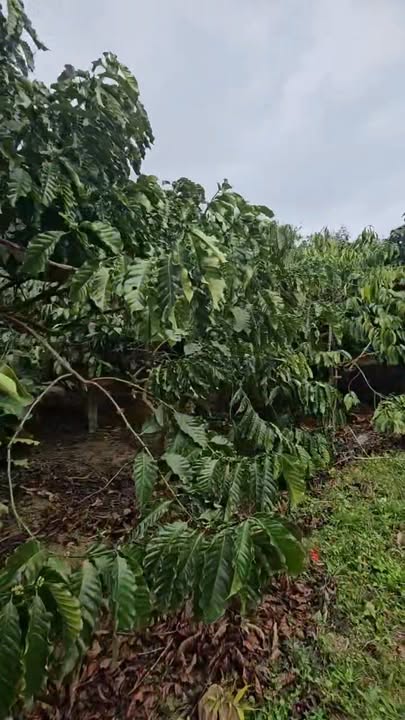 Đất Farm 2,5ha tại Tân Lập, Lâm Đồng - Giá chỉ 4.799 tỷ!