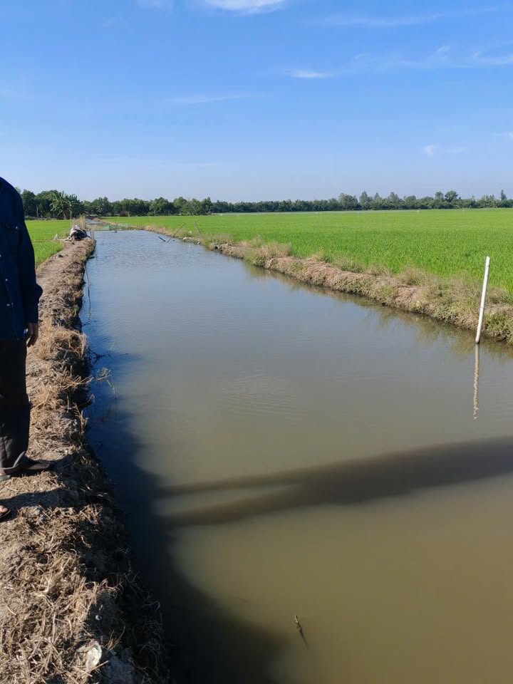 Đất nông nghiệp 9246m² Thủy Lợi, Bình Chánh - Giá chỉ 9.04 tỷ - Đầu tư sinh lời ngay!