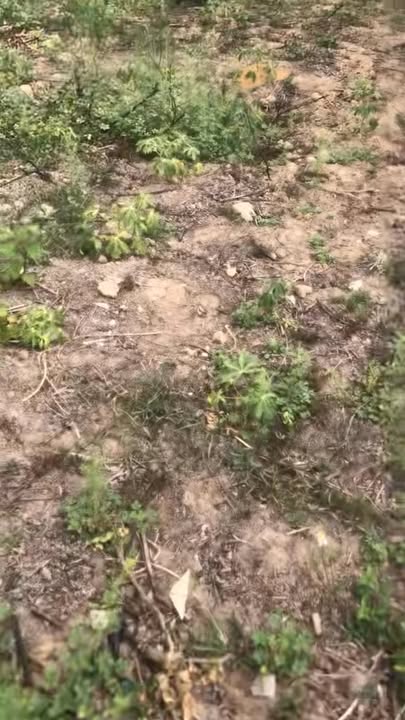 Mảnh vườn mini tại Nghĩa Kỳ, 1000m² giá 1.x tỷ - Cơ hội đầu tư tuyệt vời!