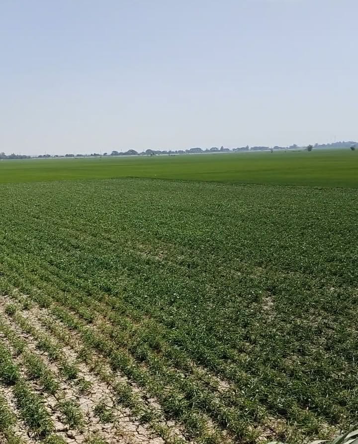 Đất Farm kênh Sườn 2, Thường Phước 5.482m² giá 59.72 tỷ - Cơ hội đầu tư sinh lời!