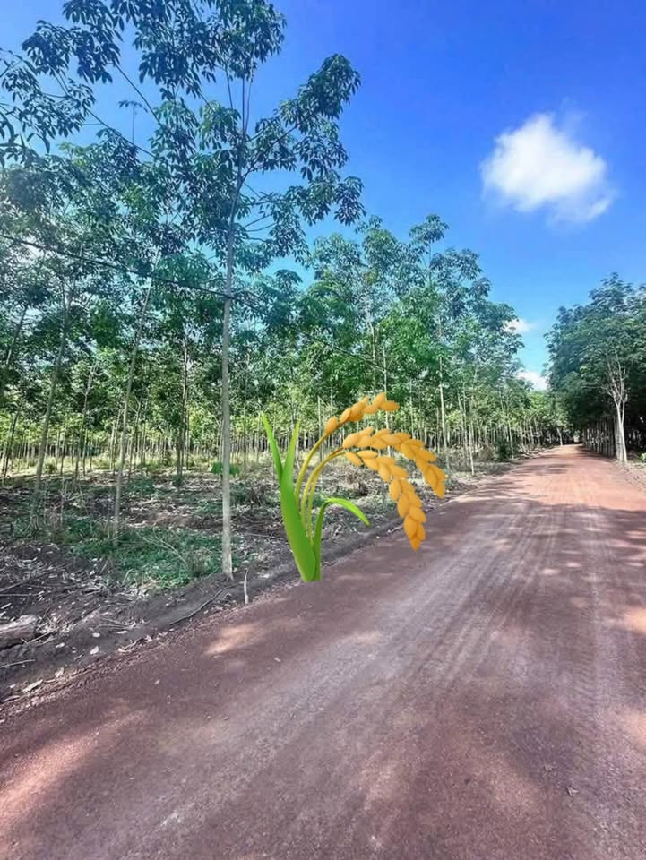 Đất nền 1ha xã Phước Sang, Phú Giáo, Bình Dương giá 7 tỷ - Cơ hội đầu tư lý tưởng!