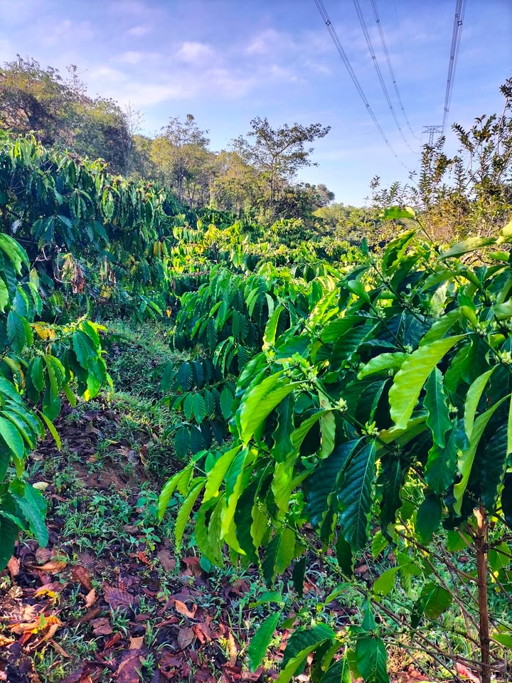 Farm cho thuê tại Xã Đắk R'tih, Huyện Tuy Đức, 1000m² giá 225 triệu - Sẵn sàng hoạt động ngay!