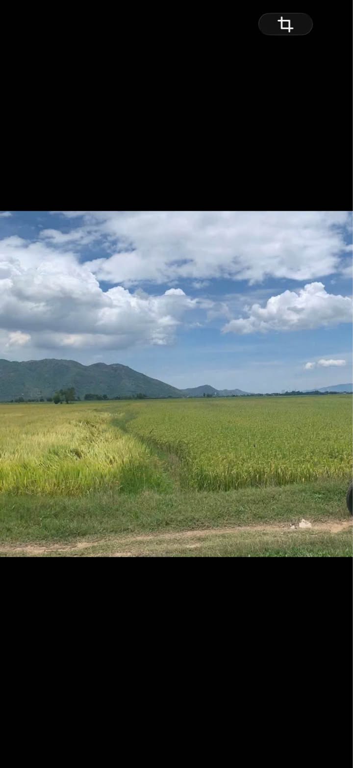 Đất lúa Diên Sơn, Diên Khánh 768m² giá 139 triệu - Cơ hội đầu tư tuyệt vời!