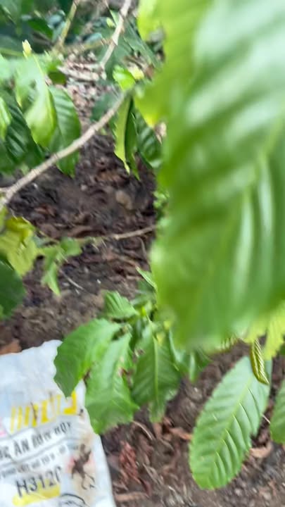 Đất nền sổ vuông 200m² Liên Hà, Lâm Đồng giá 4.6 tỷ - Cơ hội đầu tư lý tưởng!