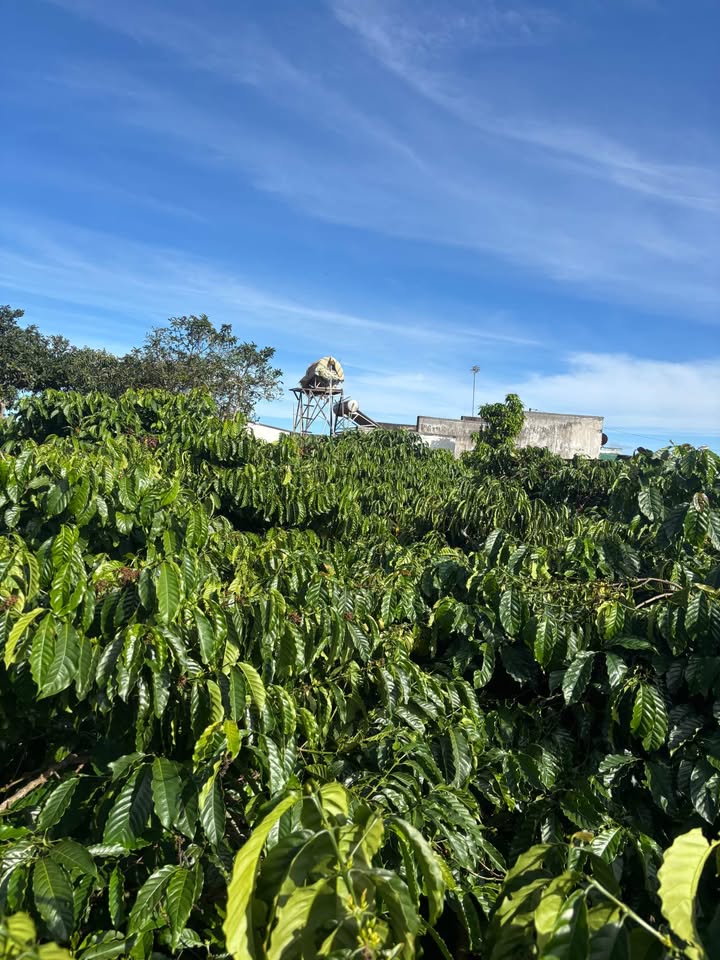 Đất thổ cư 2 sào Tân Hội, Đức Trọng 3.2 tỷ - Cơ hội đầu tư sinh lời hấp dẫn!