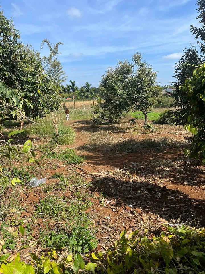 Đất Tân Lập Hòa An 260m² giá 600 triệu - Mặt tiền đường chính, sổ đỏ chính chủ!