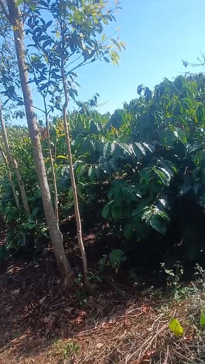 Farm 1ha tại Xã Biển Hồ, Pleiku - Giá thỏa thuận hấp dẫn!