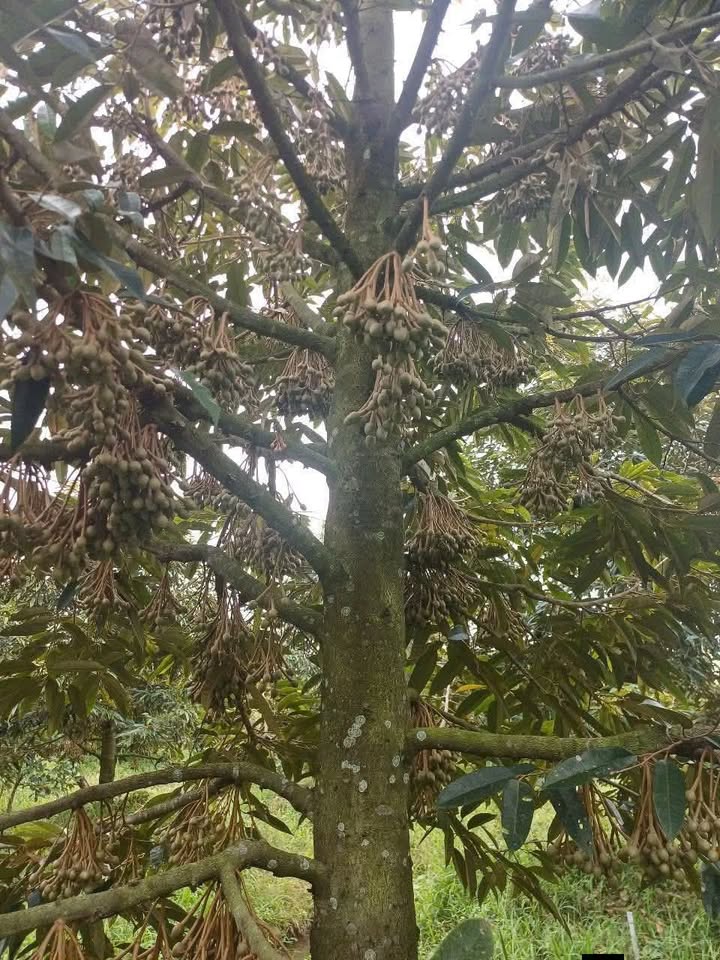 Đất nền 30.000m² tại Đường Đa Xanh, Mỹ Tho - Giá chỉ 2.19 tỷ, thích hợp đầu tư!