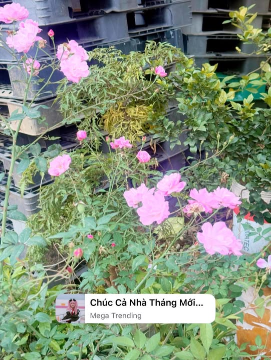 Căn hộ Himlam cc Bắc Ninh 6 phòng ngủ - Cho thuê giá tốt, thang máy hiện đại!