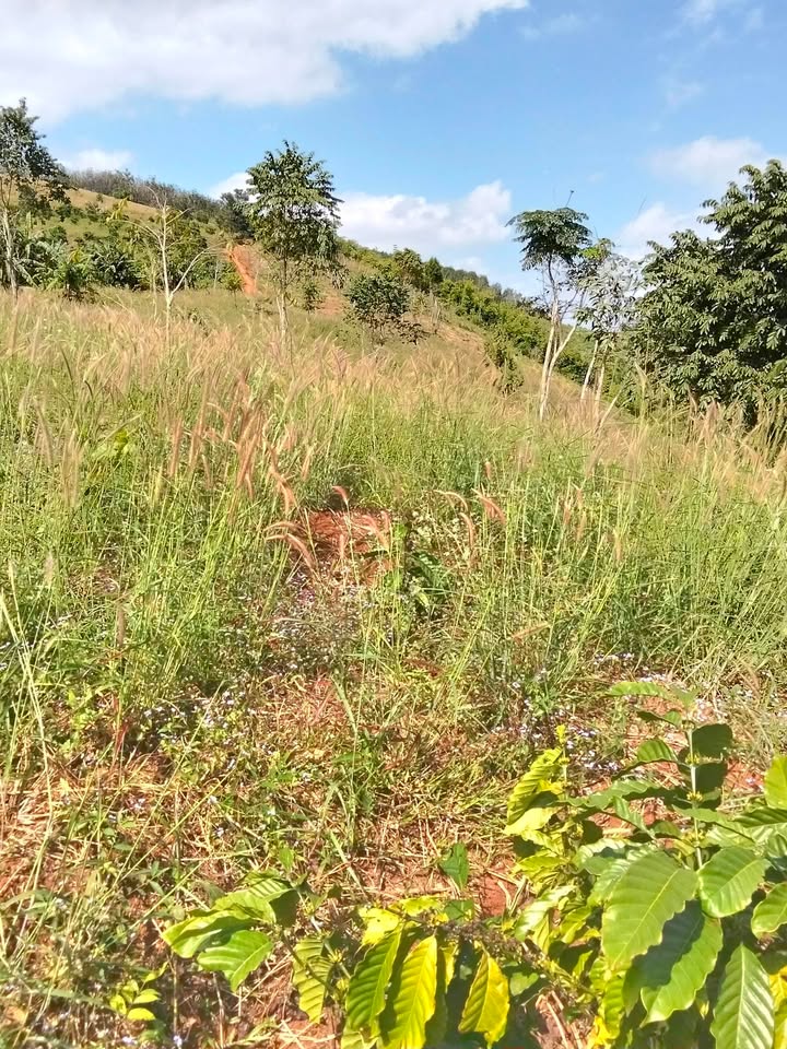 Đất nền Đắc Rí 30,000m² chỉ 800 triệu - Sổ đỏ chính chủ, vị trí đẹp!