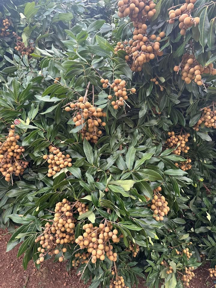 Đất nền Thôn 5, Xã Ea Drông 1520m² giá chỉ 999 triệu - Sổ hồng chính chủ!