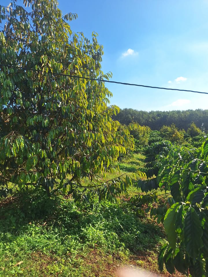 Lô rẫy 1,6ha tại Đắk N'Drót giá chỉ 4 tỷ - Đầu tư sinh lời ngay!