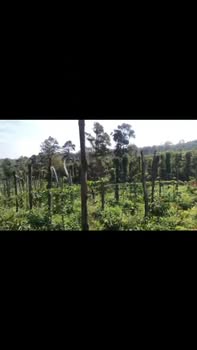 Farm tại Đức Minh, Đắk Mil 4 sào giá 1.1 tỷ - Đầu tư sinh lời ngay!