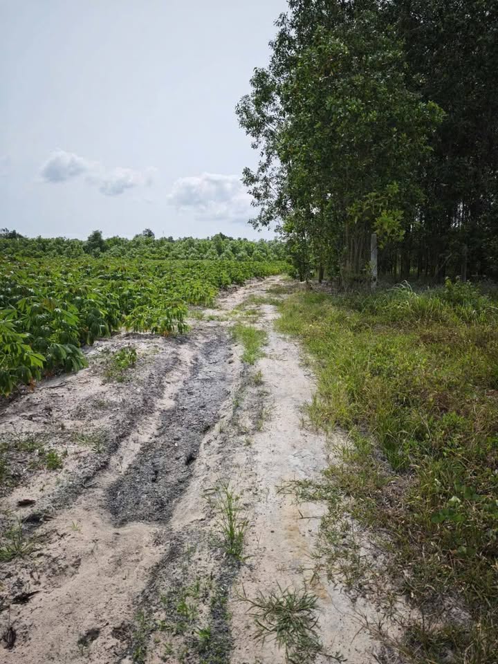 Lô đất 1.655m² Thôn 1 Sơn Mỹ giá 2.145 tỷ - Cơ hội đầu tư hiếm có!