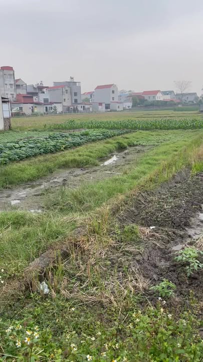 Đất thổ cư 100m² tại xã Danh Thắng, Hiệp Hòa giá chỉ 1.6 tỷ - Cơ hội đầu tư tuyệt vời!