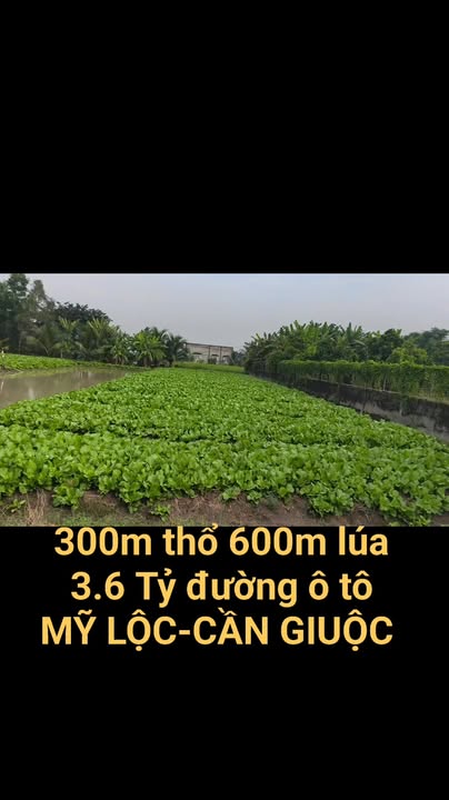Đất nền 900m² tại Ấp Lộc Trung, Long An giá 3.6 tỷ - Đầu tư sinh lời ngay!