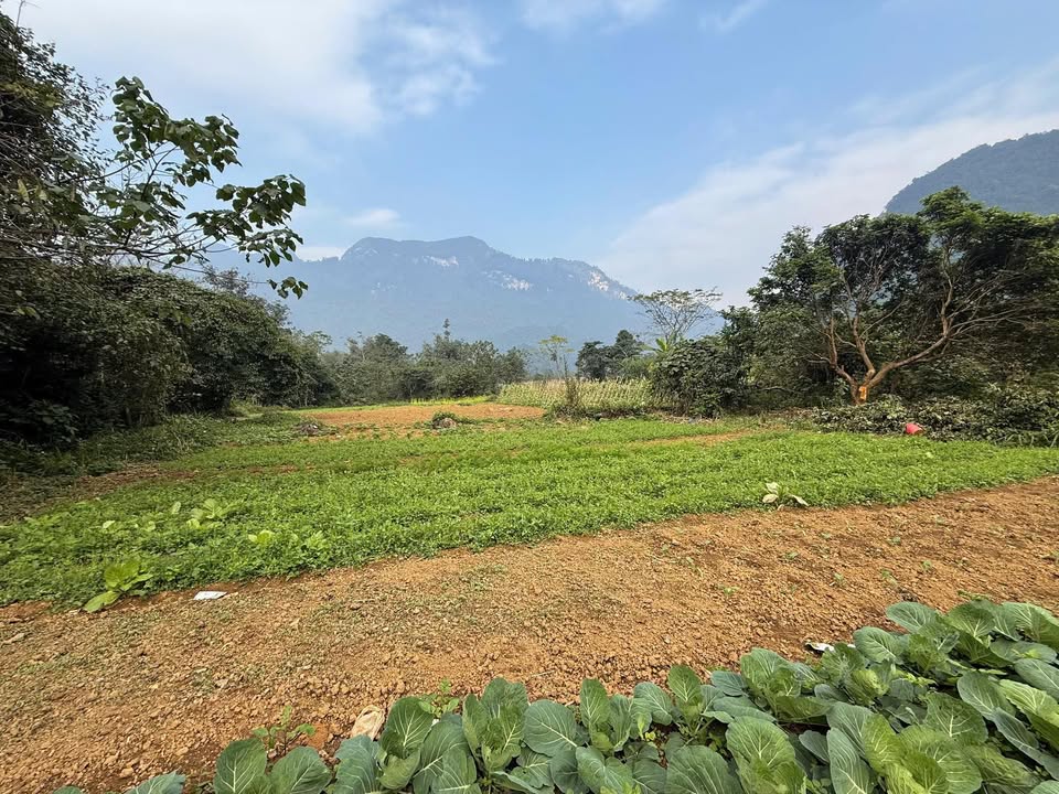 Lô đất Tân Quang, Bắc Quang 4800m² giá 144 tỷ - Vị trí đắc địa, tiềm năng đầu tư lớn!