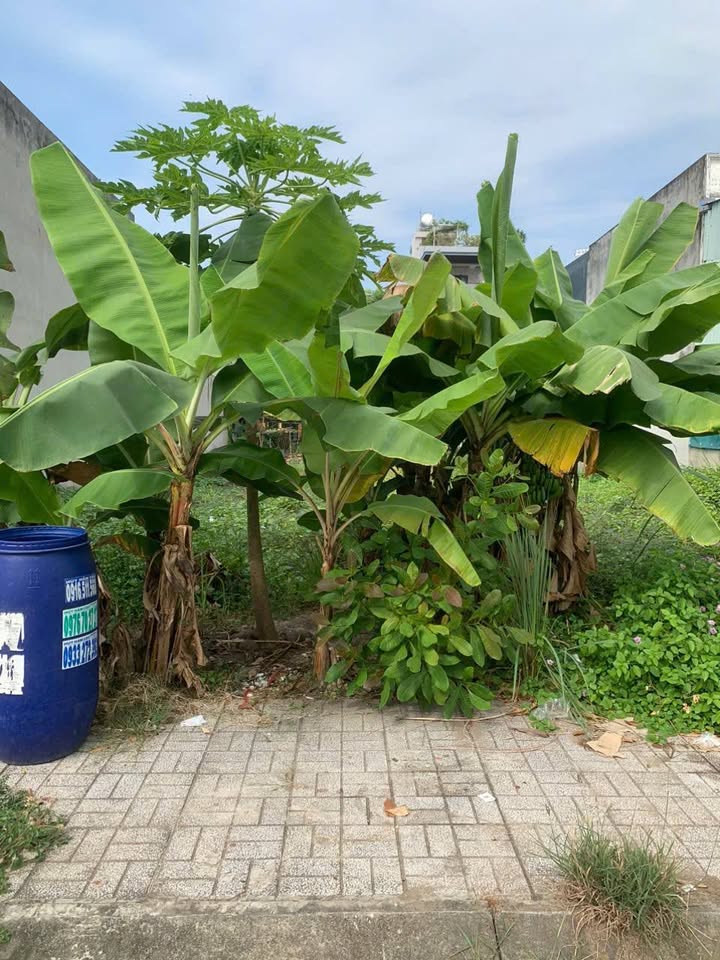 Đất nền Cát Tường Phú Sinh 72m² giá 1.05 tỷ - Sổ hồng riêng, xây dựng tự do!