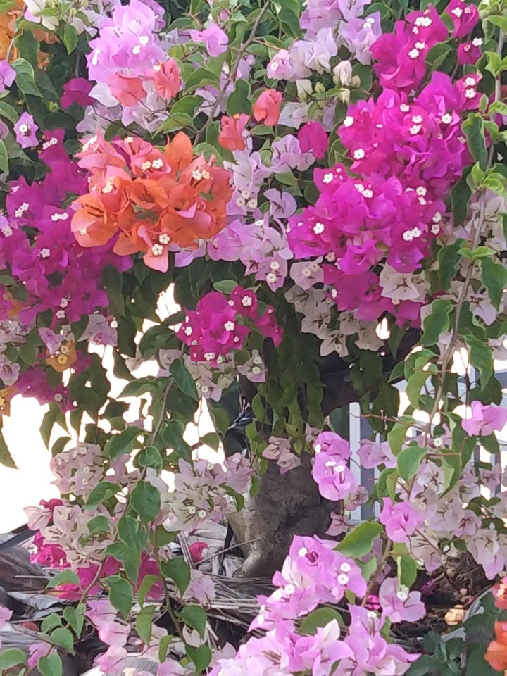 Đất nền dự án Tỉnh lộ 725 Huyện Lâm Hà 10.000m² giá 5.5 tỷ - Cơ hội đầu tư sinh lợi cao!