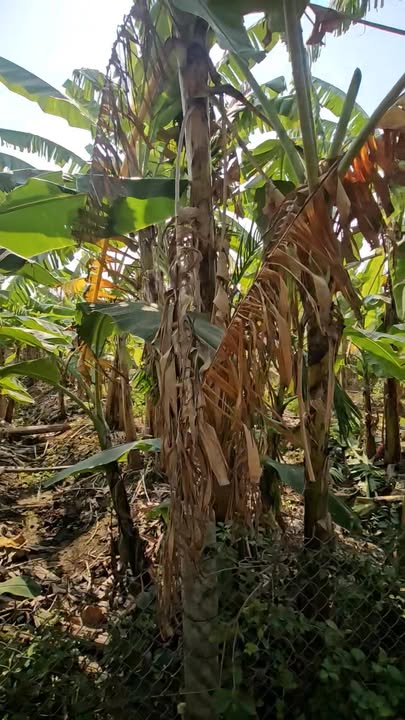 Đất xen kẹt Duyên Hà, Thanh Trì 1200m² giá 6.6 tỷ - Sổ 50 năm chính chủ!