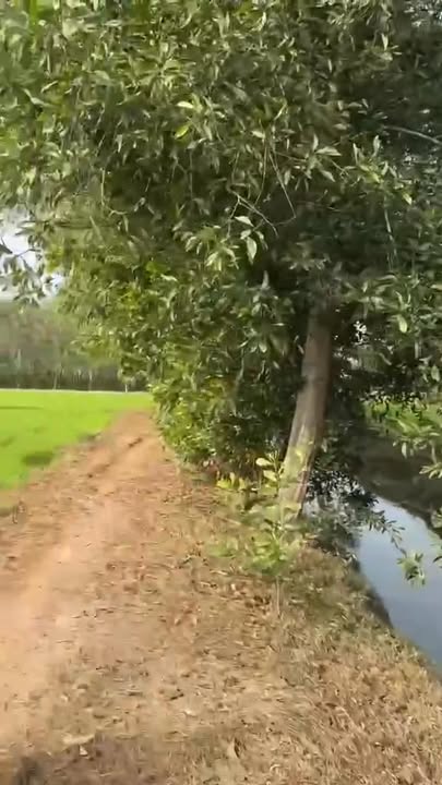 Bán đất vườn xã An Nhơn Tây, Củ Chi 1332m² giá 750 triệu - Tiềm năng đầu tư lớn!