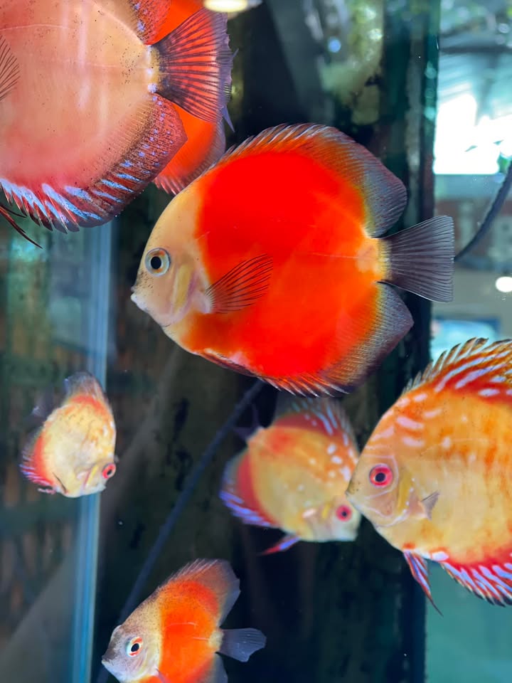 Đất nền Tân Xuân Hóc Môn 100m² giá 4.2 tỷ - Vị trí VIP sát Q12