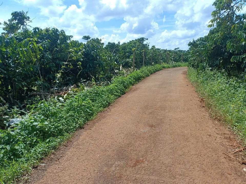 Đất nền Lộc Đức Bảo Lâm 8140m² giá 1.55 tỷ - Mặt đường nhựa, khu dân cư sầm uất!