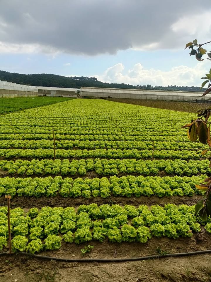 Đất nền xã Ka Đô, huyện Đơn Dương 3,3 sào giá 870 triệu - Cơ hội đầu tư tuyệt vời!