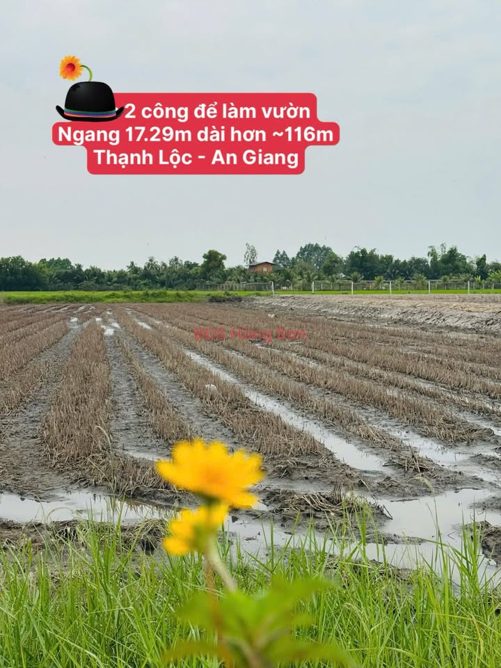 Đất làm vườn 2 công tại Kinh 5, Thạnh Lộc, An Giang - Giá 950 triệu - Tiềm năng xanh hấp dẫn!