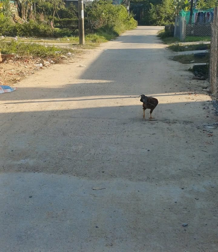 Bán đất Lưu Quang Vũ, Ngũ Hành Sơn 145m² giá 3.05 tỷ - Sát chợ Khải Tây!