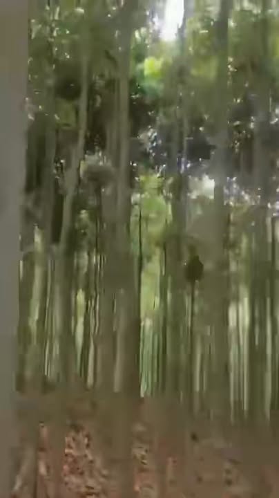 Farm 20ha tại Đồng Lâm, Hạ Long - Đất đẹp, trồng quế thu hoạch sắp tới!