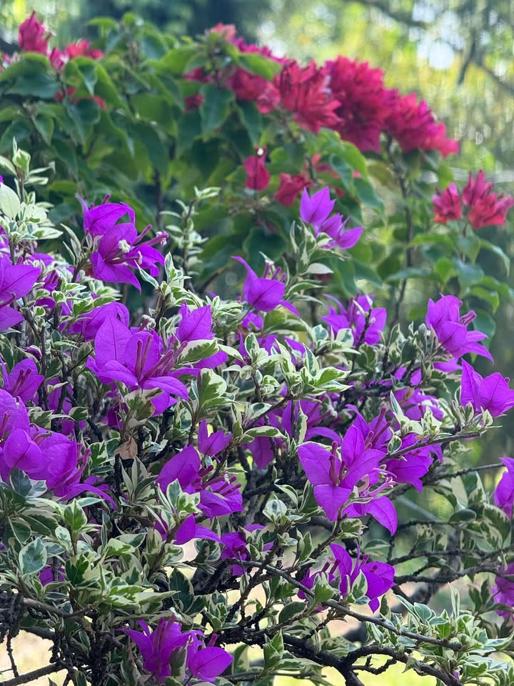 Đất nền Ấp 10-11, Xã Xuân Tây, 1000m² - Sổ đỏ thổ cư, giá thỏa thuận!