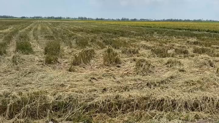 Đất nông nghiệp 10.000m² tại xã Hoà Bình, Tam Nông - Cơ hội đầu tư tuyệt vời!