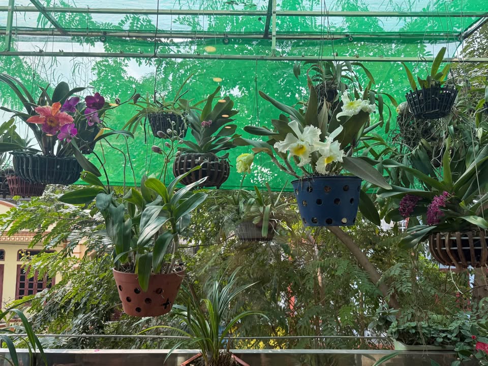 Căn hộ Cát Tường Bắc Ninh 70m² giá 2.7 tỷ - Căn góc tầng đẹp, sổ hồng đầy đủ!