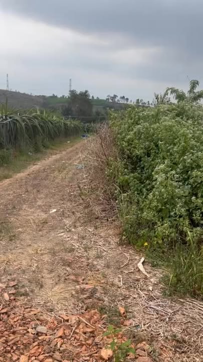 Đất đầu tư sinh lời tại Sông Phan, Hàm Tân 1063m² - Sổ hồng chính chủ!