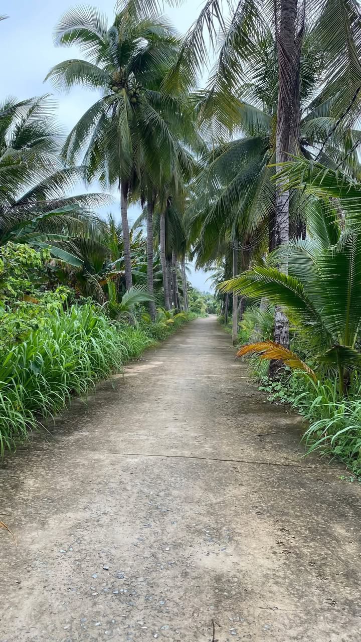 Đất vườn dừa 3.337m² xã Nhơn Thạnh, Bến Tre - Cơ hội đầu tư hấp dẫn!